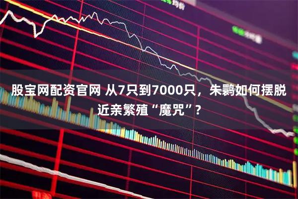 股宝网配资官网 从7只到7000只，朱鹮如何摆脱近亲繁殖“魔咒”?